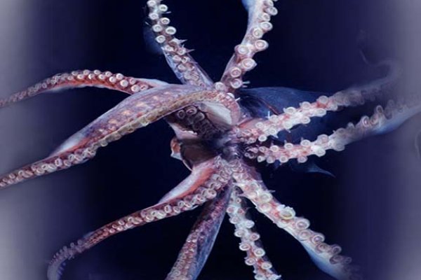 Kraken домен